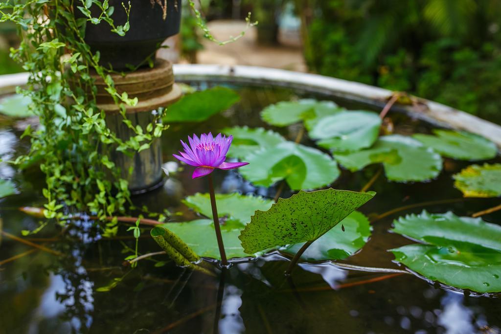 Flora And Fauna Mirissa Ngoại thất bức ảnh