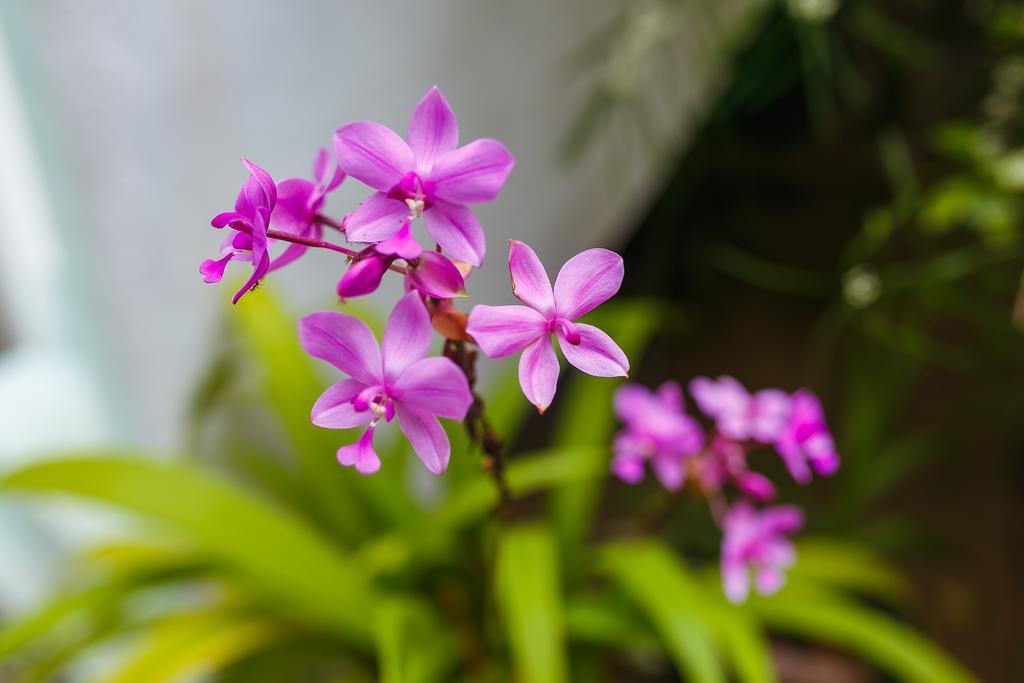 Flora And Fauna Mirissa Ngoại thất bức ảnh