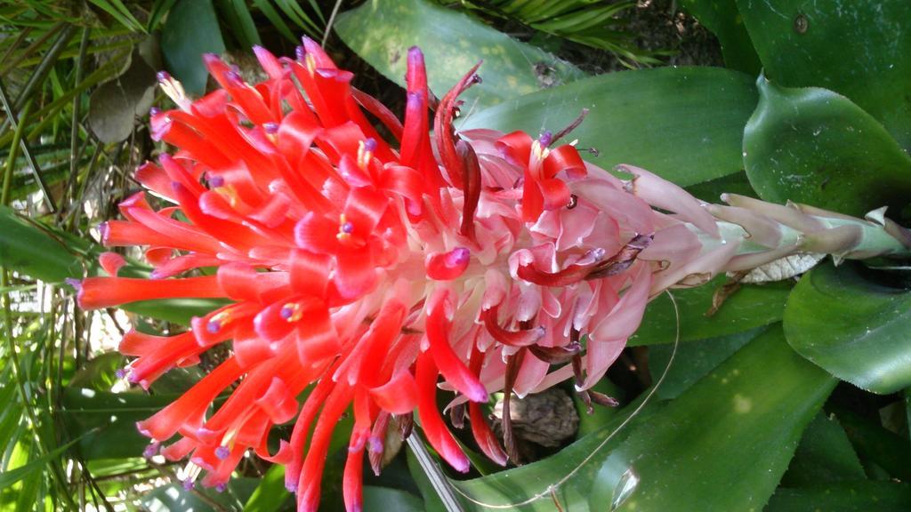 Flora And Fauna Mirissa Ngoại thất bức ảnh